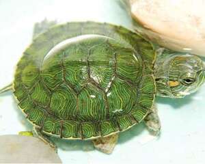 宠物龟饲养消毒药物推荐