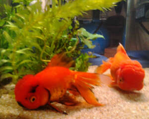 瓷盆养不活金鱼的原因分析