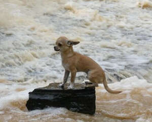 吉娃娃犬的喂食要点