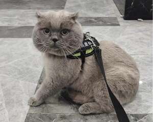 猫怎么驱虫效果好?都要驱哪些虫?