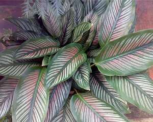 红羽竹芋培养时要注意什么