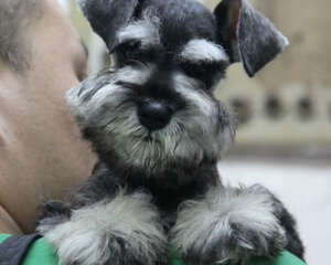 雪纳瑞毛发的修剪频率