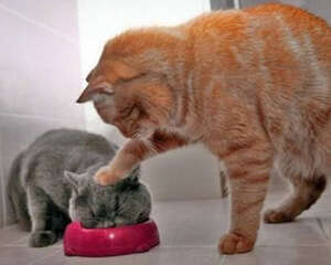 养成宠物猫吃饭的规矩