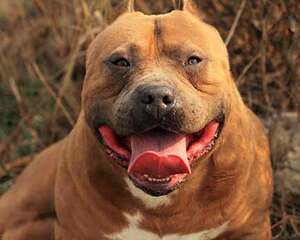 比特犬适合家养吗？多少钱一只？