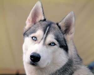 如何为西施犬洗澡