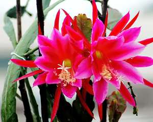 令箭荷花花语：追忆