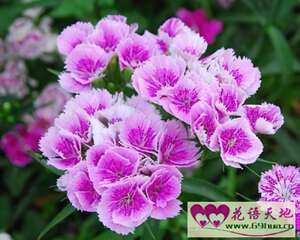 五彩石竹的花语：女性美