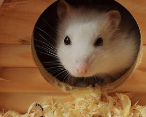 仓鼠慢性肾衰竭