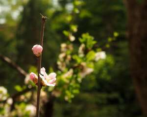 碧桃的功效和作用