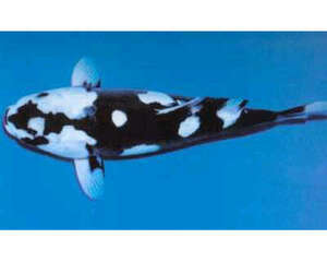 九纹龙锦鲤简介