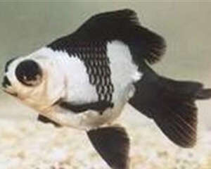 喜鹊花的喂食要点