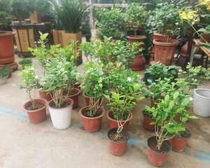 茉莉开花后如何剪枝