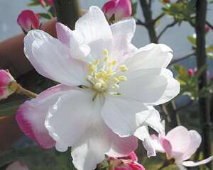 几种常见海棠的辨别