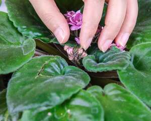 非洲堇的养殖方法和注意事项