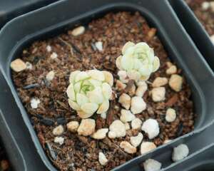 多肉植物怎么养