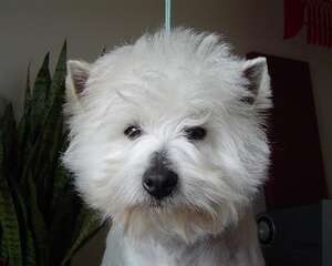 狗狗害怕剃刀的原因分析