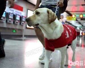 导盲犬是怎么工作的 常见的导盲犬有哪几种