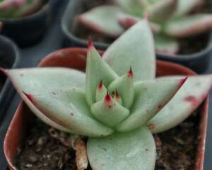 乌木的作用和功效