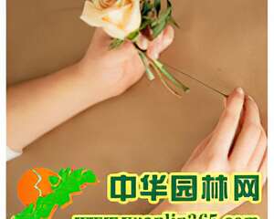 新郎胸花简单DIY