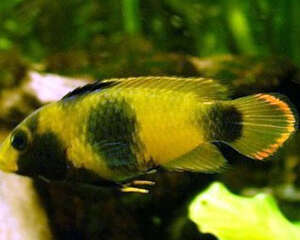 熊猫短鲷的品种简介