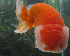 兰寿喂养饲料选择