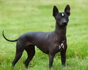 印加无毛犬怎么样？印加无毛犬介绍