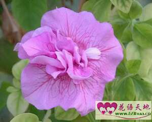 矮牵牛的花语：安心