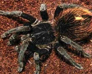 哥伦比亚黑巨人的饲养环境