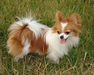 盘点初生狗狗的护理方法