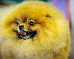 关于给狗狗吃蛋黄的几种说法