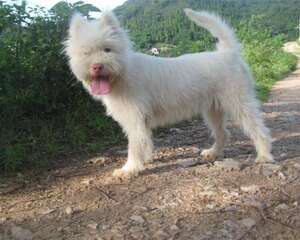 怎么训练小下司猎犬，它才会听话？