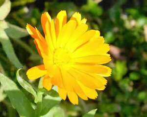 推介:菊花养生的八种做法(图)