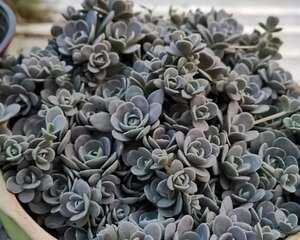 多肉狠心剃个头，呼呼长满小肉芽，20天就爆盆！