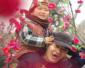 寒冬咸阳街头腊梅花“绽放”（图）