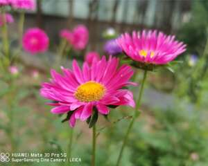 翠菊的花语