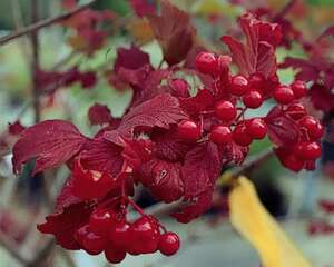 一种极好的观赏植物——欧洲琼花