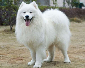 萨摩耶喜欢乱咬东西怎么办