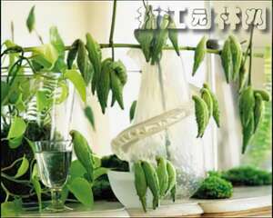 清清亮亮水中花之一(图)