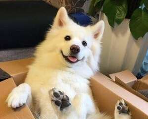 狗身上的跳蚤怎么去除 掌握正确的除蚤方法~