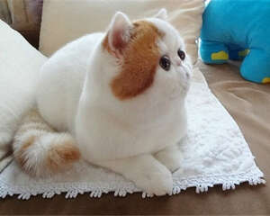 猫咪登机前需要做哪些准备