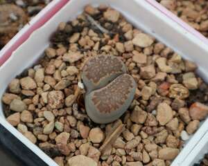 生石花繁殖方法