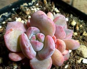 芙蓉真爱粉儿：明明知道有可能被忽悠，还是无法抗拒自己的眼睛