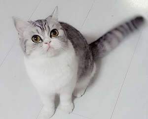 猫咪断奶后腹泻是怎么回事