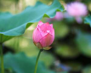 莲花能用莲子种出来吗，如何用莲子种莲花