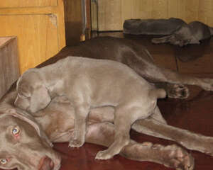 狗狗的记忆方式有哪些