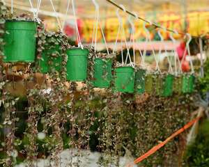 10款耐阴花，半年爬满墙，家里变成绿森林！