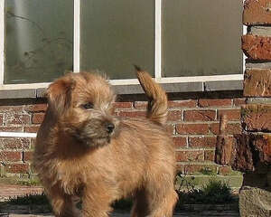 罗福梗的护理常识