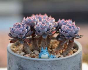 皮氏石莲（蓝石莲）Echeveria peacockii ‘desmetiana’