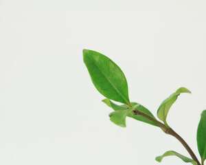 风车茉莉什么时候开花