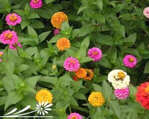 百日草花语